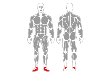 ANKLE EVERSION - Exercises, workouts and routines